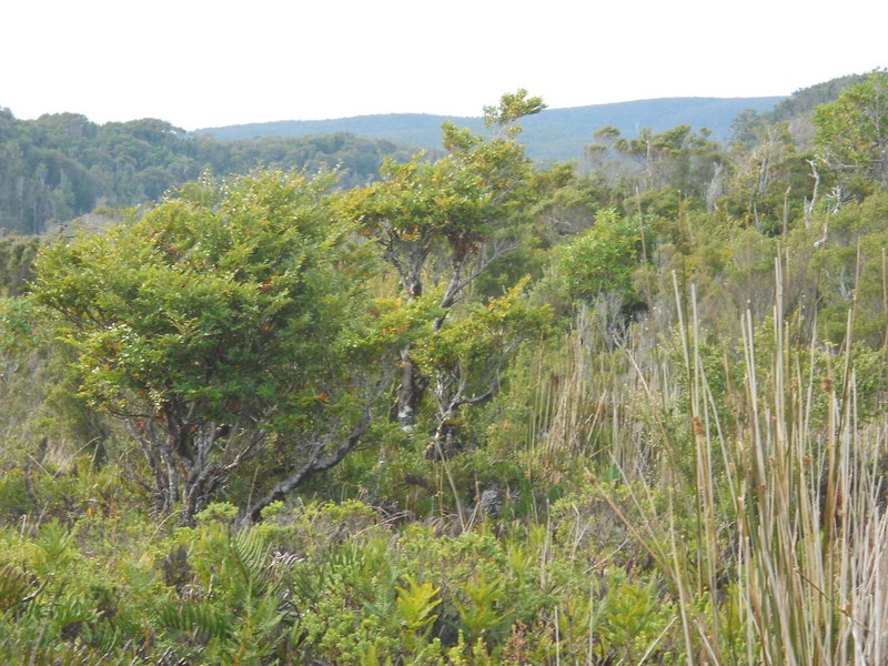 Foto: Parque Nacional Chiloe - Cucao (Los Lagos), Chile