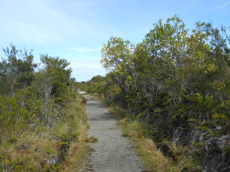 Foto: Parque Nacional Chiloe - Cucao (Los Lagos), Chile