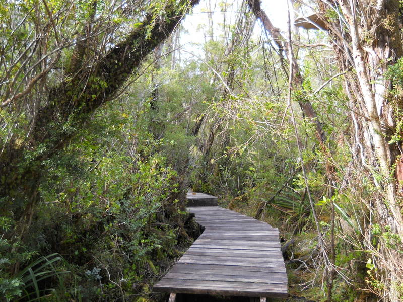 Foto: Parque Nacional Chiloe - Cucao (Los Lagos), Chile