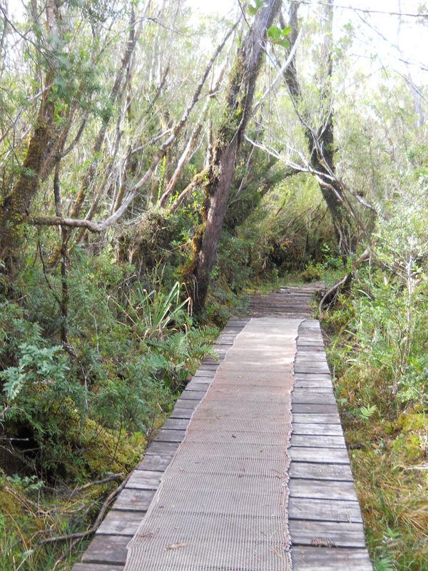 Foto: Parque Nacional Chiloe - Cucao (Los Lagos), Chile