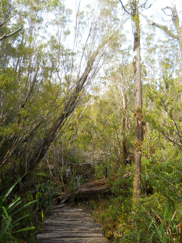 Foto: Parque Nacional Chiloe - Cucao (Los Lagos), Chile