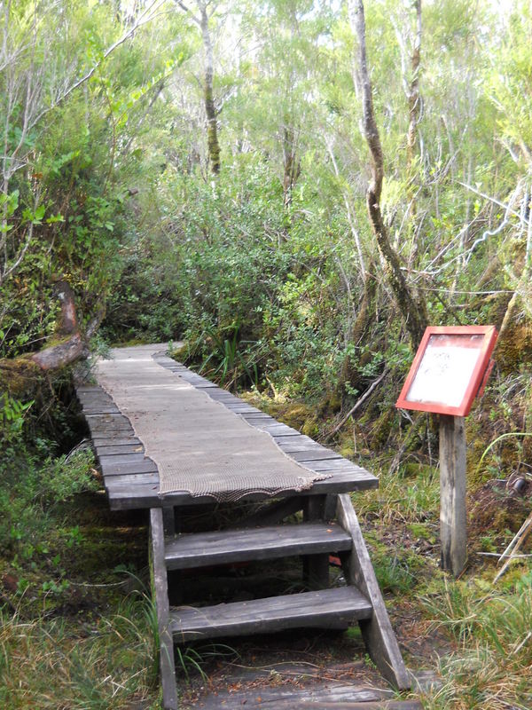 Foto: Parque Nacional Chiloe - Cucao (Los Lagos), Chile