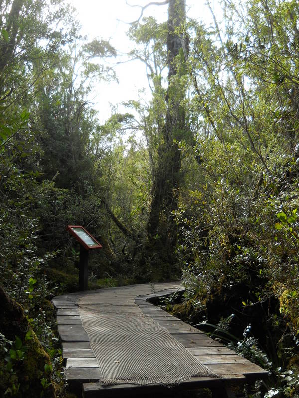 Foto: Parque Nacional Chiloe - Cucao (Los Lagos), Chile