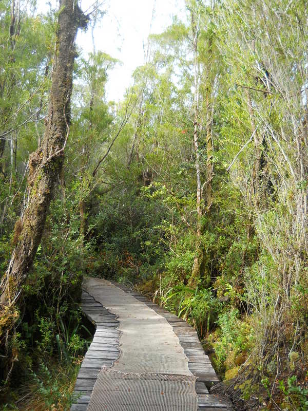 Foto: Parque Nacional Chiloe - Cucao (Los Lagos), Chile