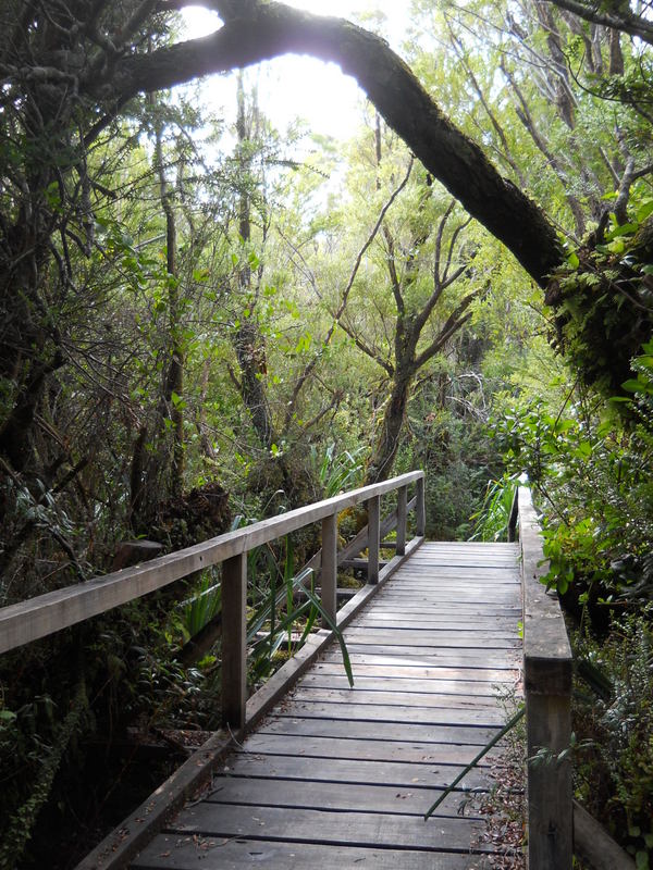 Foto: Parque Nacional Chiloe - Cucao (Los Lagos), Chile