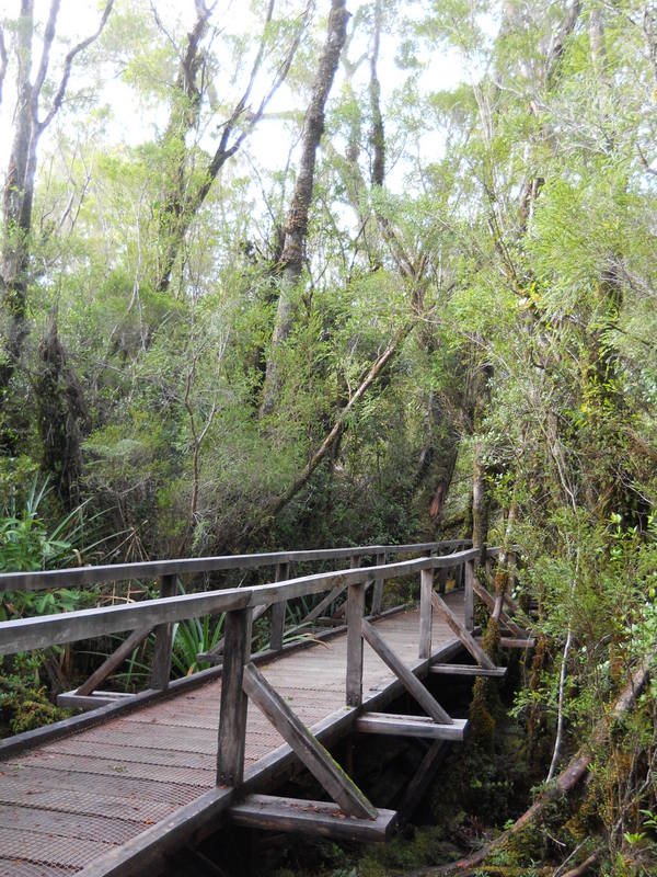 Foto: Parque Nacional Chiloe - Cucao (Los Lagos), Chile