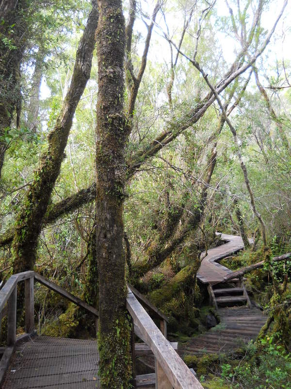 Foto: Parque Nacional Chiloe - Cucao (Los Lagos), Chile