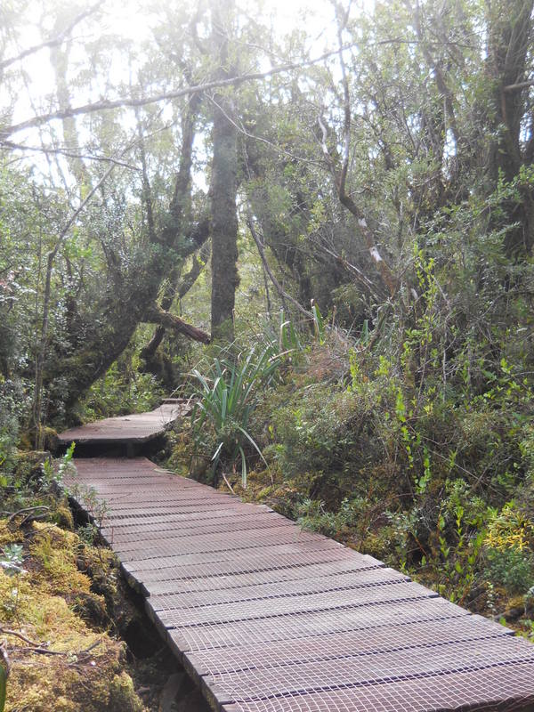 Foto: Parque Nacional Chiloe - Cucao (Los Lagos), Chile