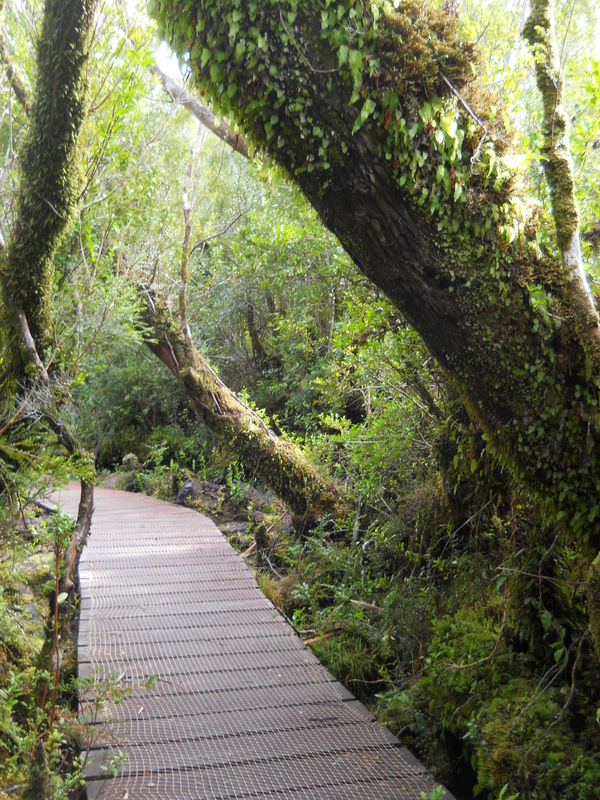 Foto: Parque Nacional Chiloe - Cucao (Los Lagos), Chile