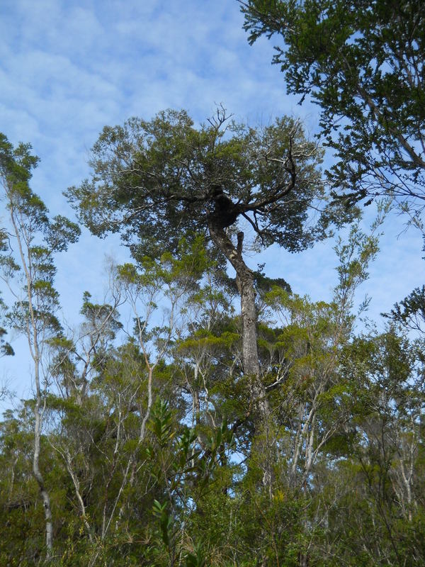 Foto: Parque Nacional Chiloe - Cucao (Los Lagos), Chile