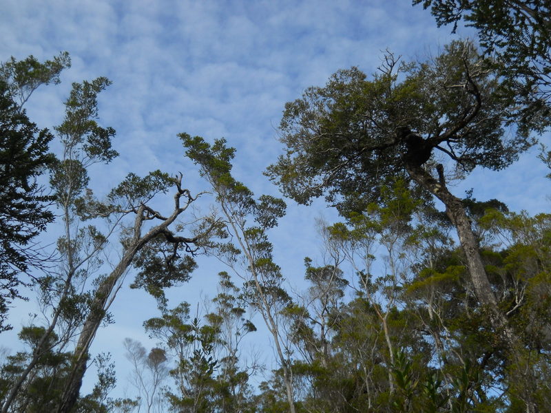 Foto: Parque Nacional Chiloe - Cucao (Los Lagos), Chile