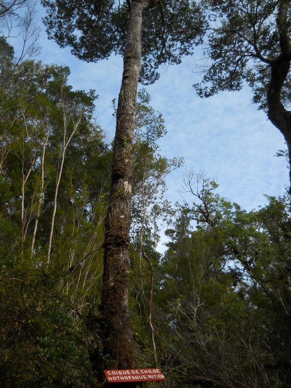 Foto: Parque Nacional Chiloe - Cucao (Los Lagos), Chile