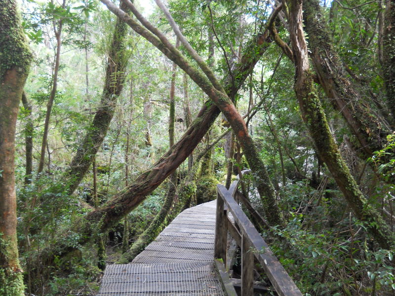 Foto: Parque Nacional Chiloe - Cucao (Los Lagos), Chile