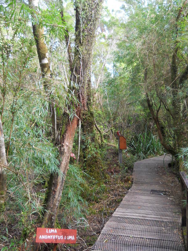 Foto: Parque Nacional Chiloe - Cucao (Los Lagos), Chile