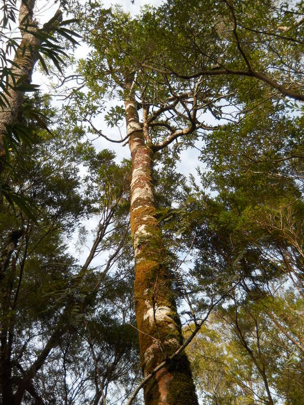 Foto: Parque Nacional Chiloe - Cucao (Los Lagos), Chile