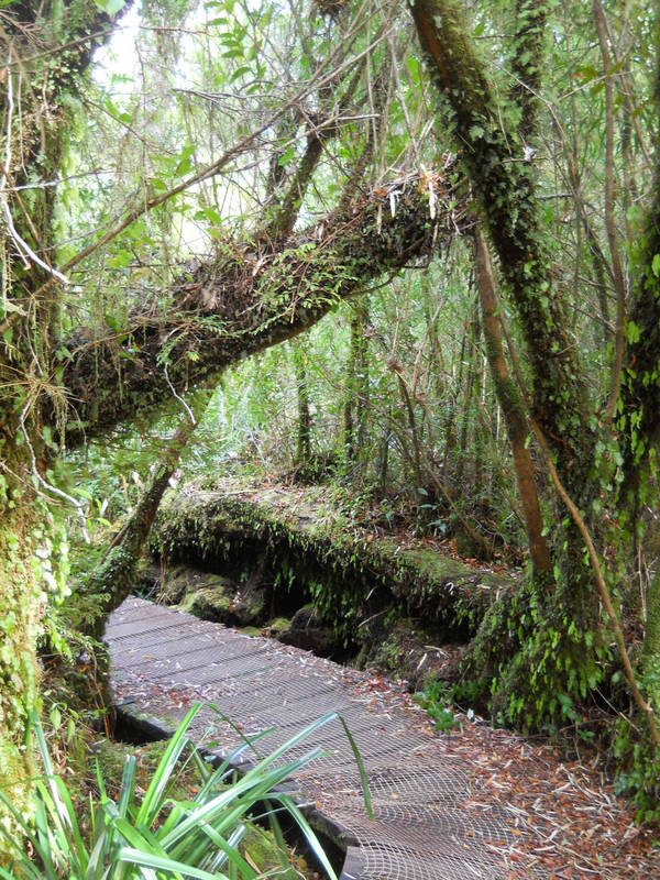 Foto: Parque Nacional Chiloe - Cucao (Los Lagos), Chile