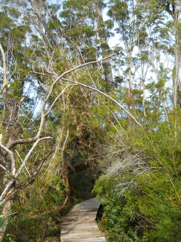 Foto: Parque Nacional Chiloe - Cucao (Los Lagos), Chile