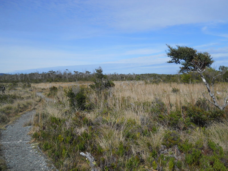 Foto: Parque Nacional Chiloe - Cucao (Los Lagos), Chile