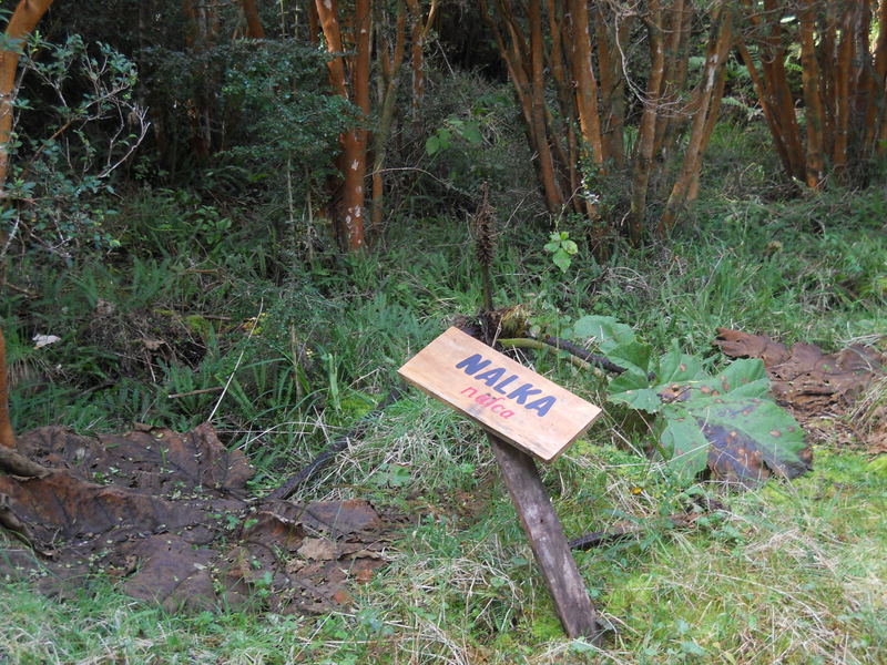 Foto: Parque Nacional Chiloe - Cucao (Los Lagos), Chile