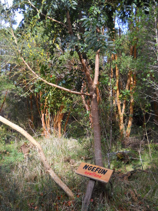 Foto: Parque Nacional Chiloe - Cucao (Los Lagos), Chile