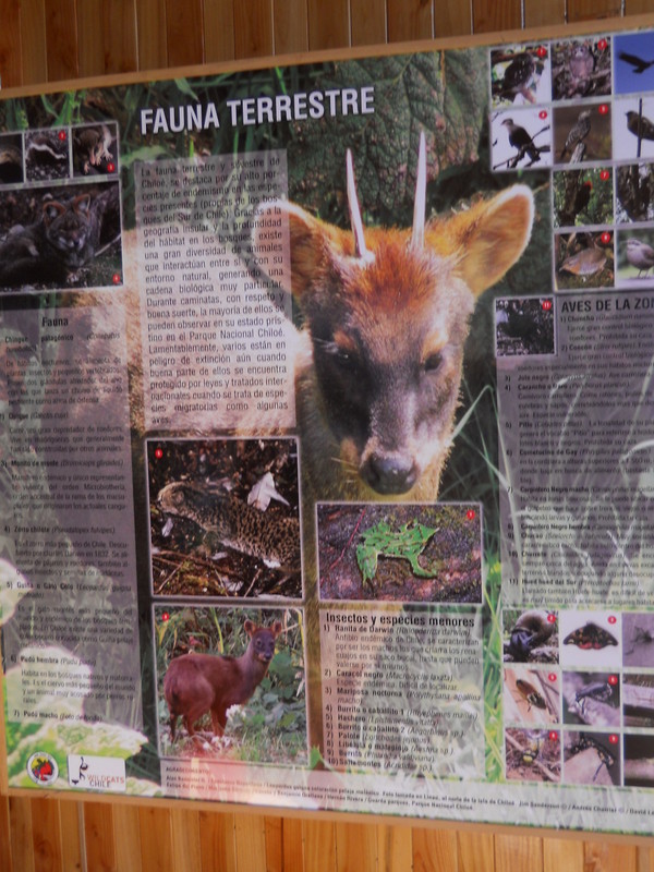 Foto: Parque Nacional Chiloe - Cucao (Los Lagos), Chile