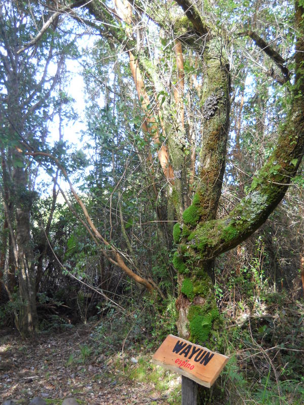 Foto: Parque Nacional Chiloe - Cucao (Los Lagos), Chile