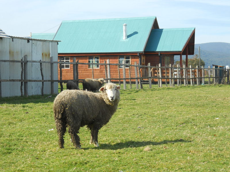 Foto: Cucao - Cucao (Los Lagos), Chile