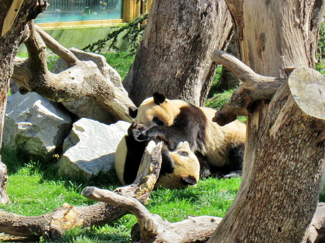 Foto: Zoo - Madrid (Comunidad de Madrid), España