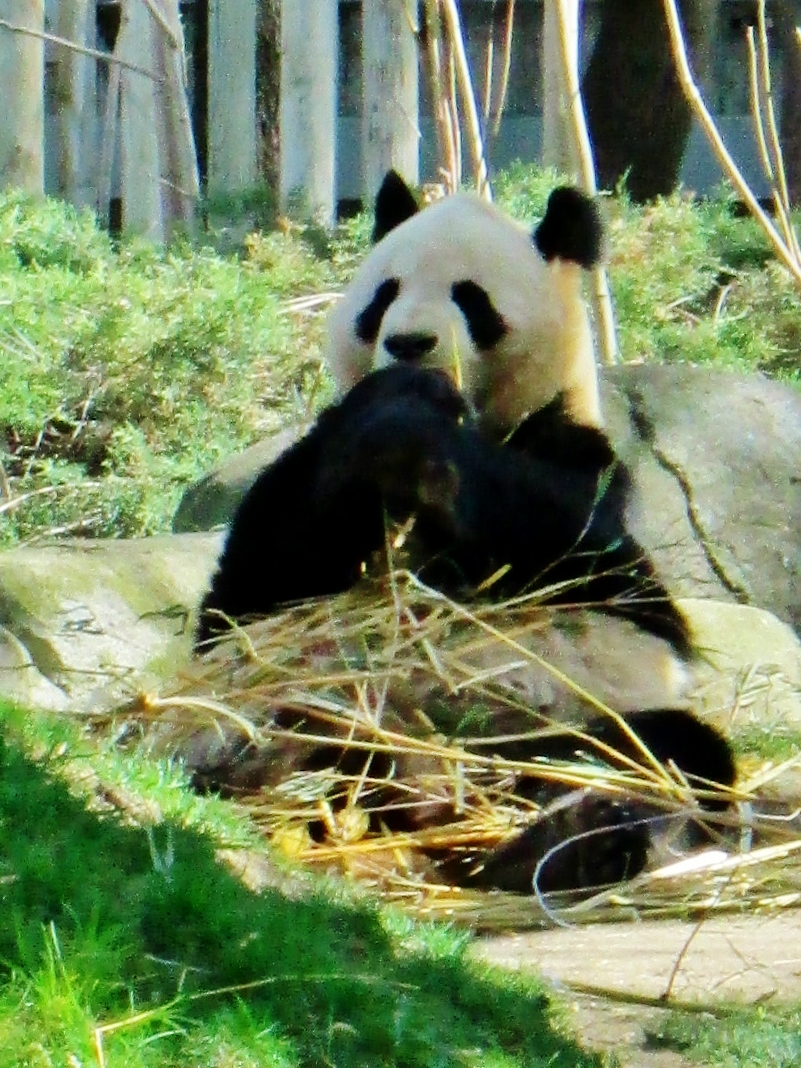 Foto: Zoo - Madrid (Comunidad de Madrid), España