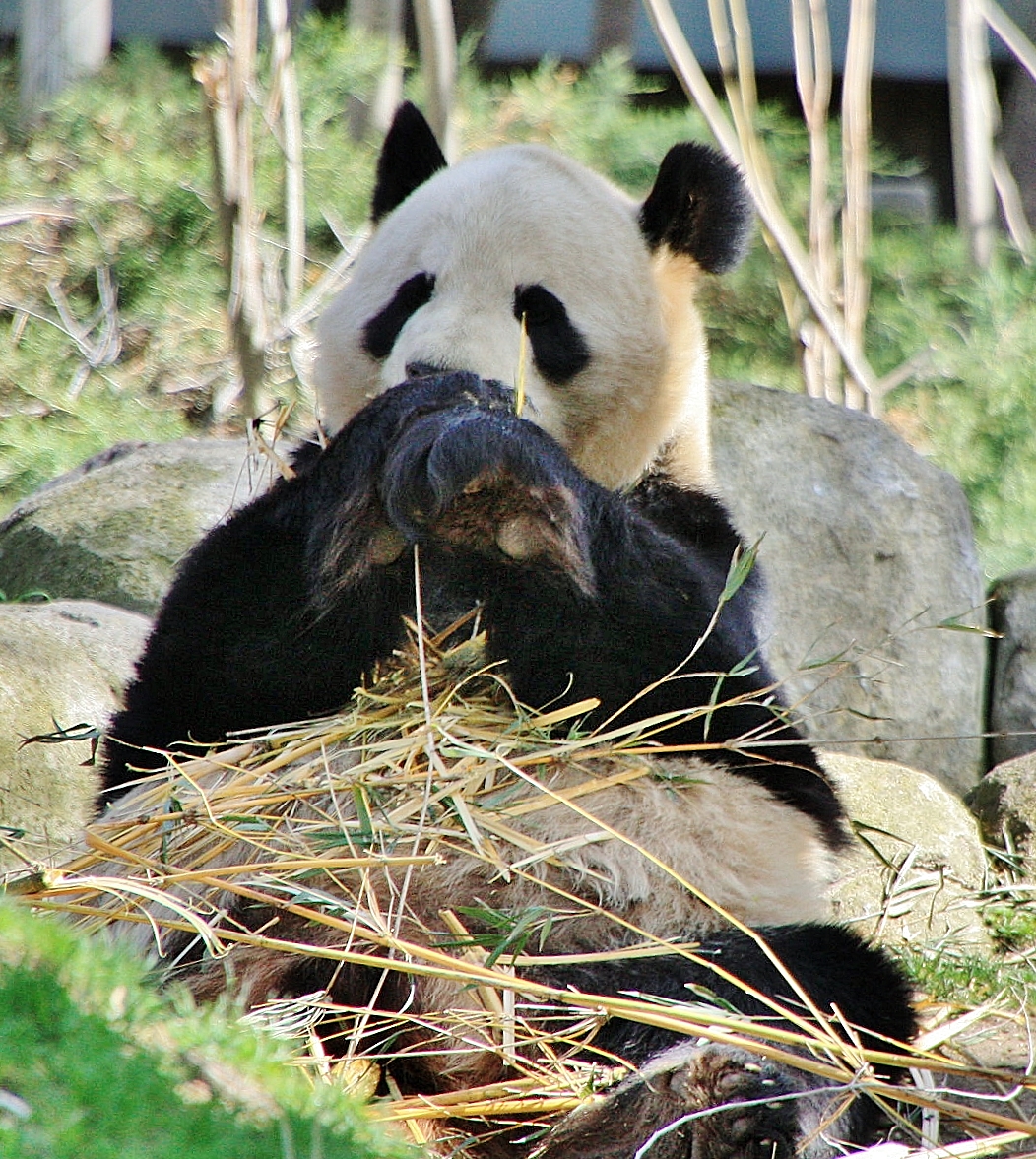 Foto: Zoo - Madrid (Comunidad de Madrid), España