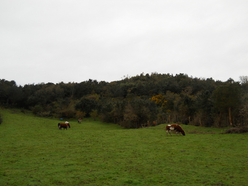 Foto: Quinchao - Quinchao (Los Lagos), Chile