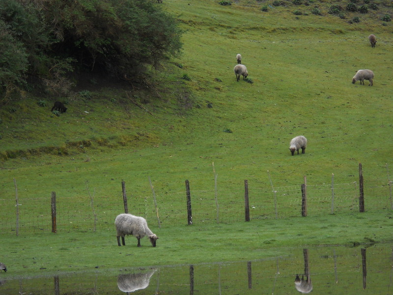 Foto: Quinchao - Quinchao (Los Lagos), Chile