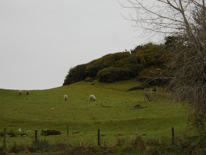 Foto: Quinchao - Quinchao (Los Lagos), Chile