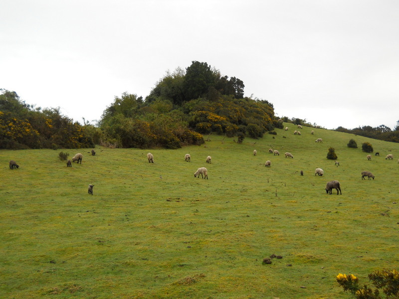 Foto: Quinchao - Quinchao (Los Lagos), Chile