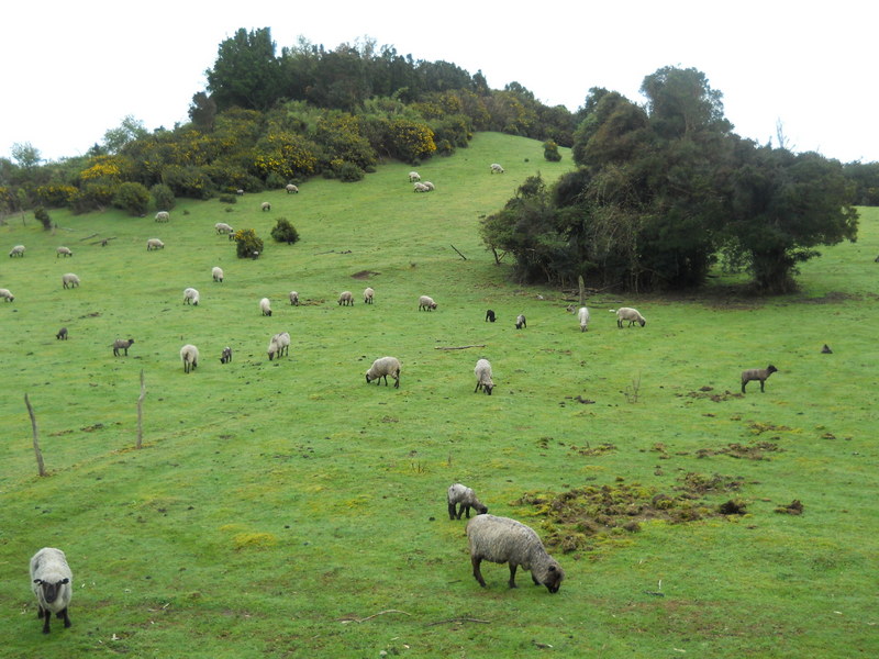 Foto: Quinchao - Quinchao (Los Lagos), Chile