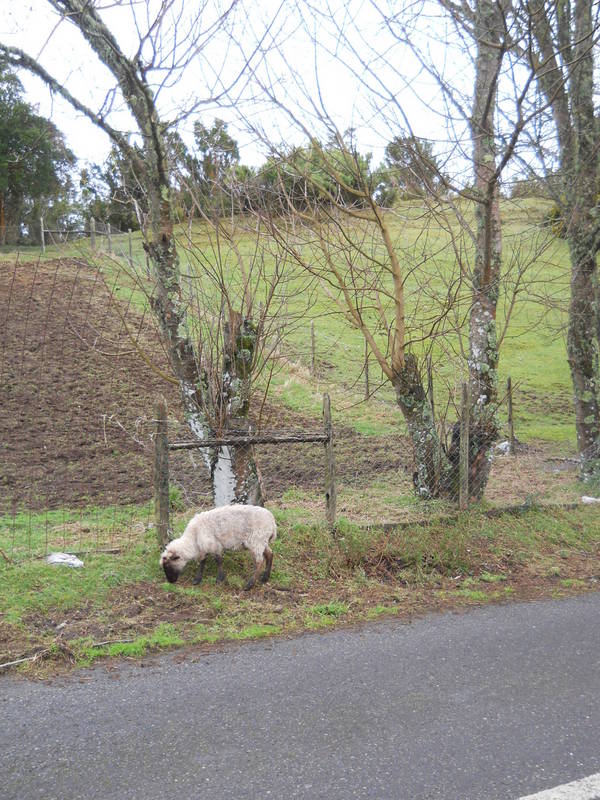 Foto: Quinchao - Quinchao (Los Lagos), Chile