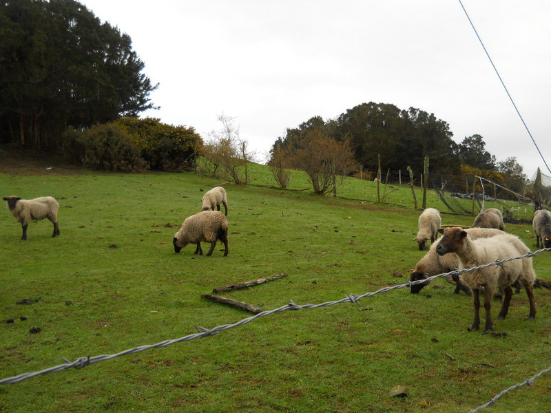 Foto: Quinchao - Quinchao (Los Lagos), Chile