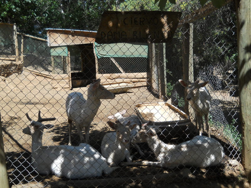 Foto: Quilpue - Quilpue (Valparaíso), Chile