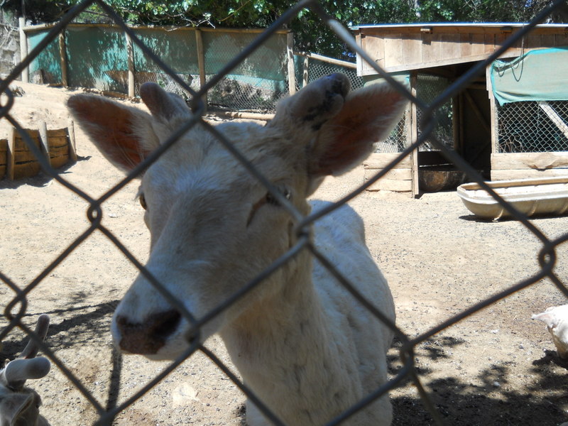 Foto: Quilpue - Quilpue (Valparaíso), Chile