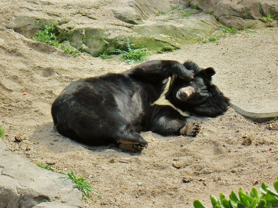 Foto: Zoo - Madrid (Comunidad de Madrid), España