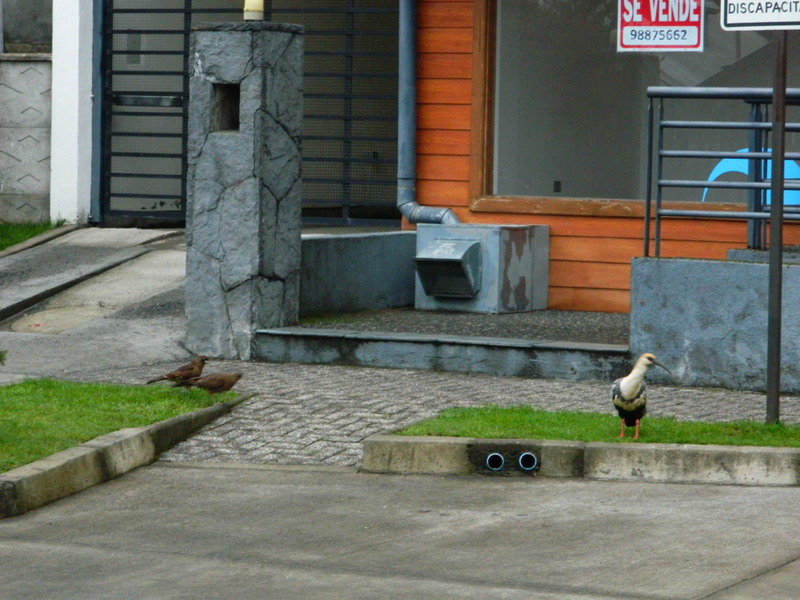 Foto: Pucon - Pucon (Valparaíso), Chile