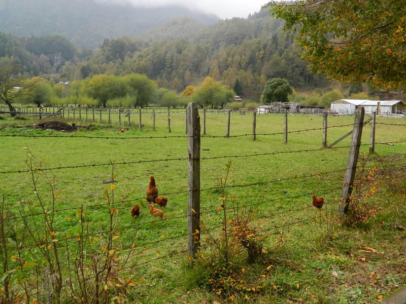 Foto: Curarrehue - Curarrehue (Araucanía), Chile