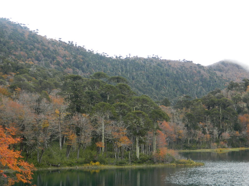 Foto: Pucon - Pucon (Araucanía), Chile