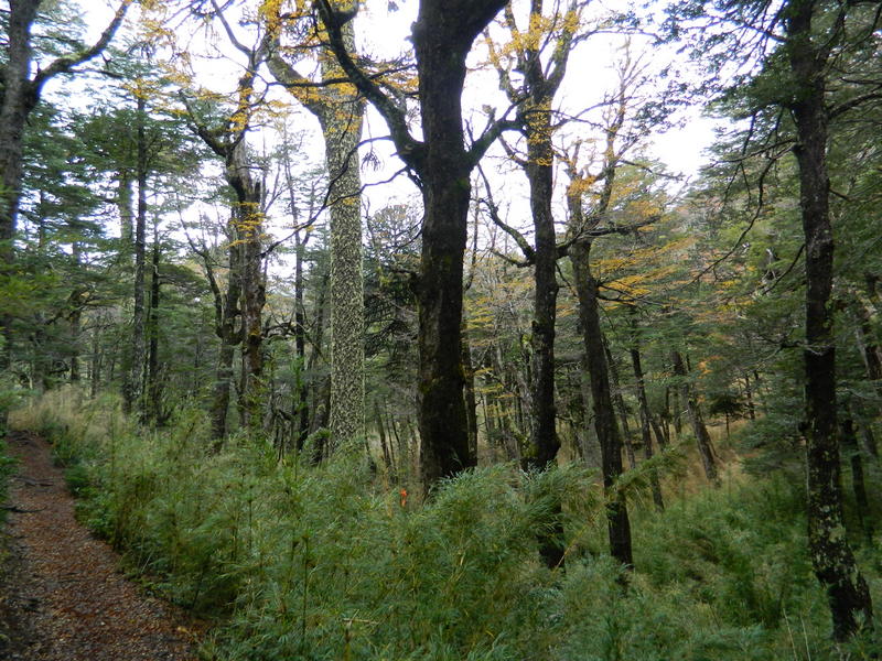 Foto: Pucon - Pucon (Araucanía), Chile