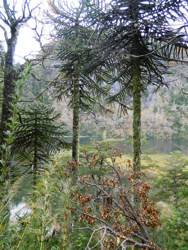 Foto: Pucon - Pucon (Araucanía), Chile