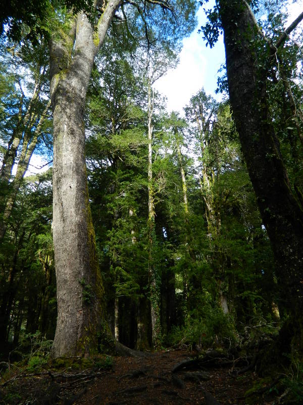 Foto: Pucon - Pucon (Araucanía), Chile