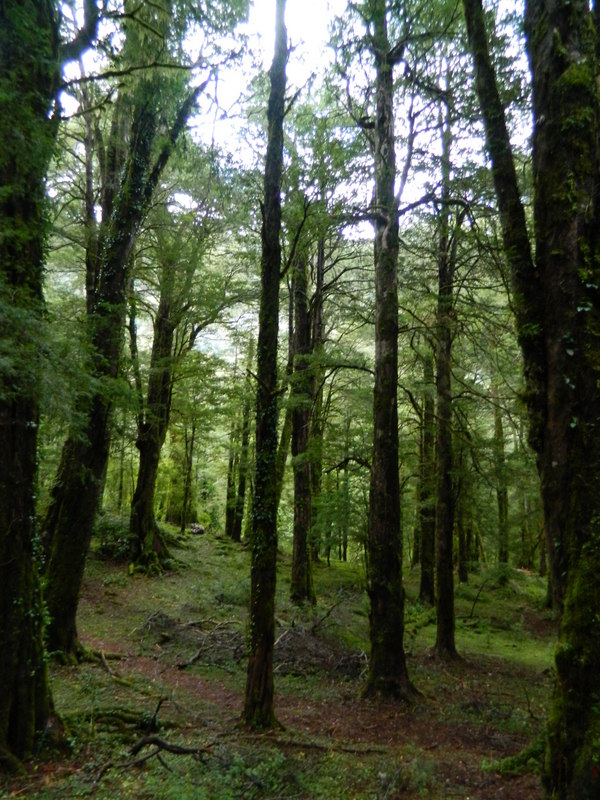 Foto: Pucon - Pucon (Araucanía), Chile