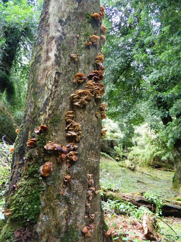 Foto: Pucon - Pucon (Araucanía), Chile