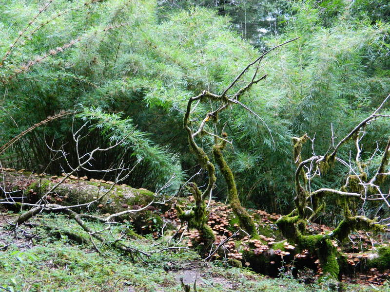 Foto: Pucon - Pucon (Araucanía), Chile