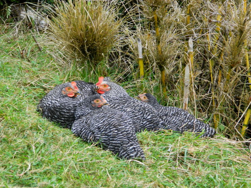 Foto: Pucon - Pucon (Araucanía), Chile